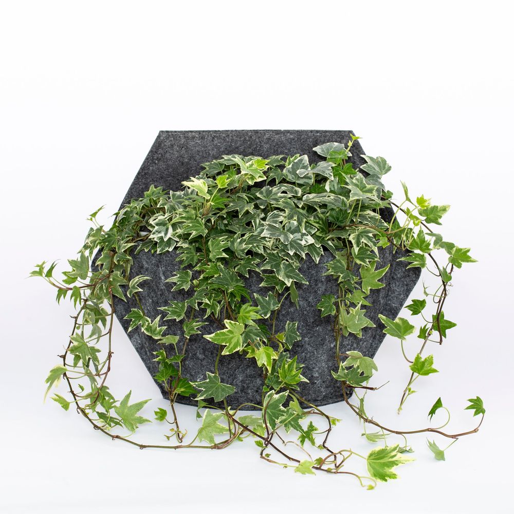 Floral decoration - CitySens Self-Watering Wall Planter with Textile Cover - CITYSENS
