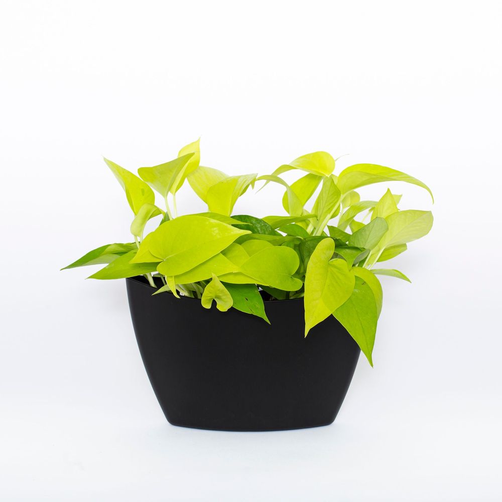 Vases - Wall Planters - CITYSENS