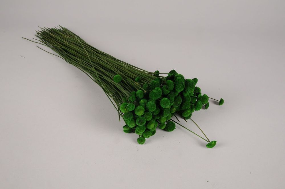 Décorations florales - Botao séché vert mousse H50cm - LE COMPTOIR.COM