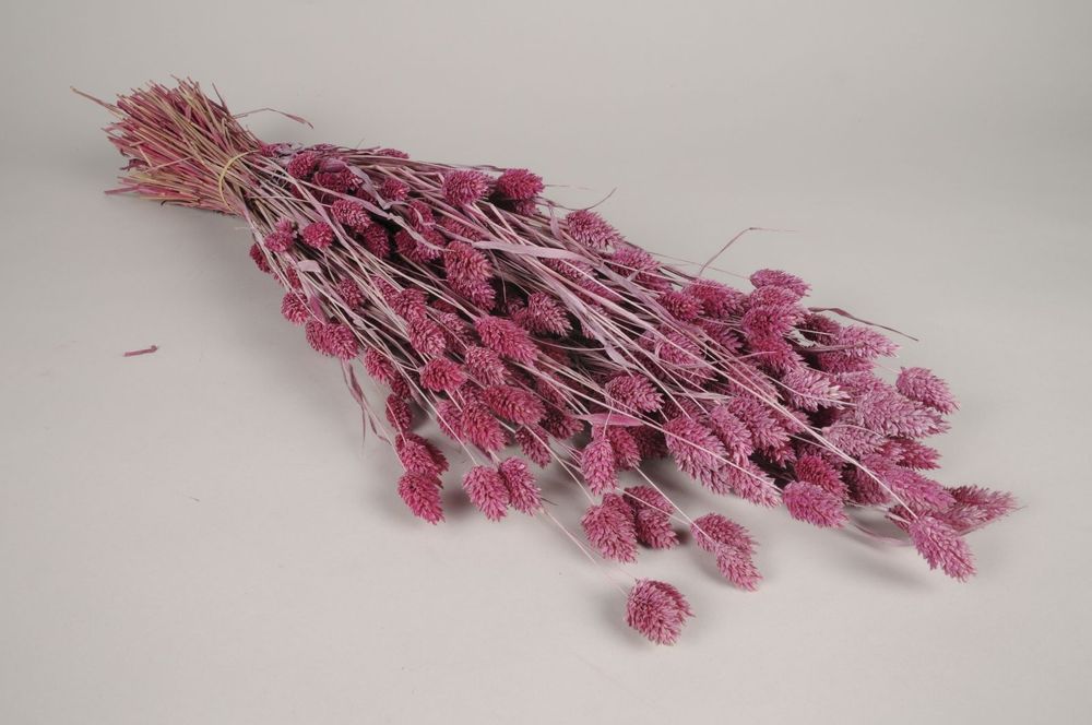 Floral decoration - Dried raspberry phalaris H70cm - LE COMPTOIR.COM