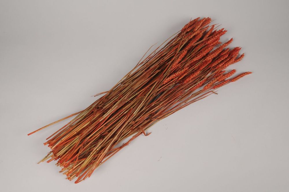 Décorations florales - Blé séché orange H70cm - LE COMPTOIR.COM