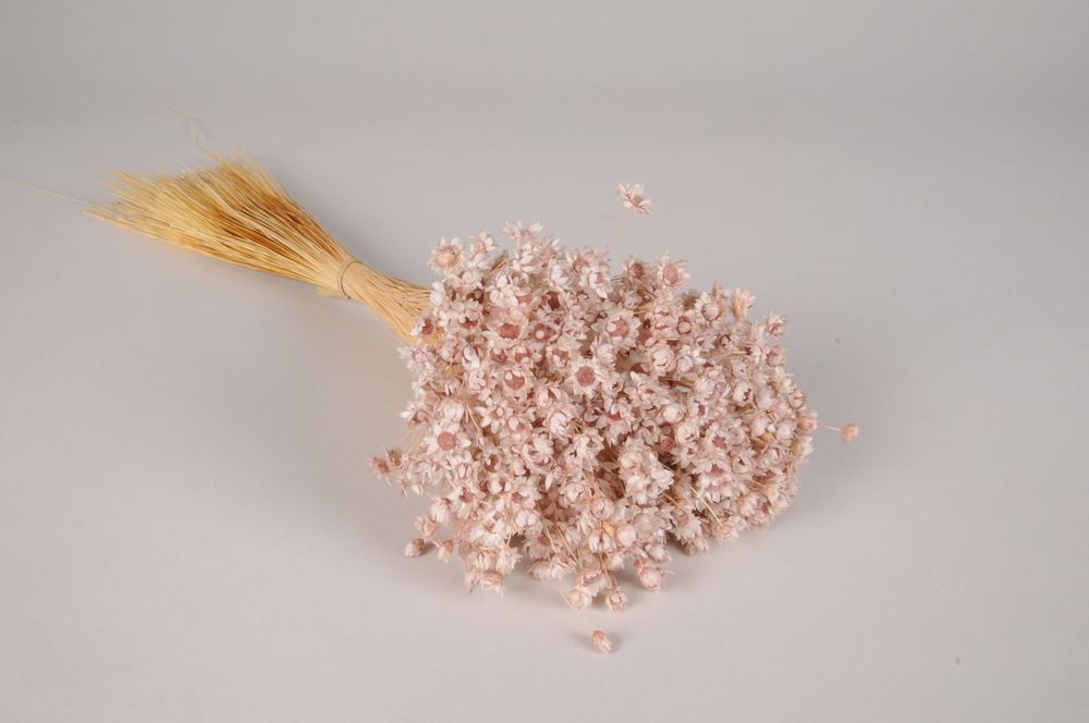 Décorations florales - Glixia séché rose poudré H43cm - LE COMPTOIR.COM