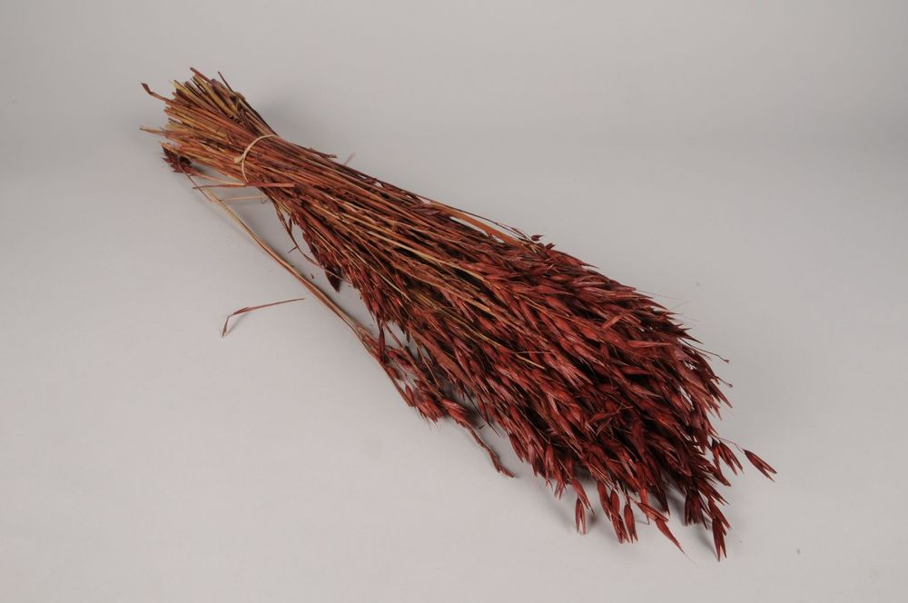 Décorations florales - Avoine séchée acajou H70cm - LE COMPTOIR.COM