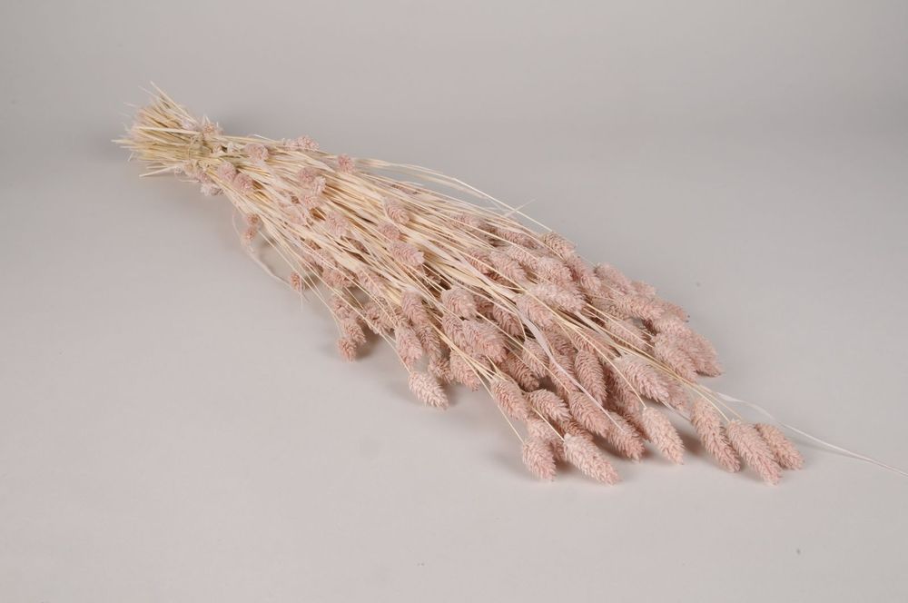 Floral decoration - Dried pink powdery phalaris H70cm - LE COMPTOIR.COM
