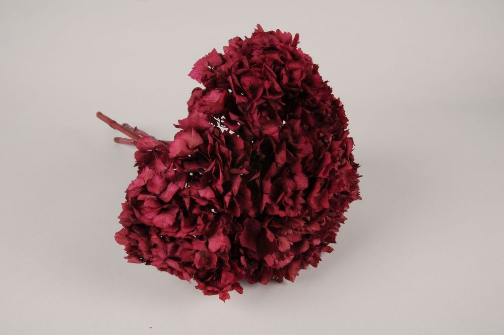 Floral decoration - Preserved raspberry hydrangea H36cm - LE COMPTOIR.COM