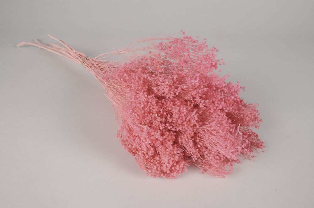 Décorations florales - Broom bloom séché rose H55cm - LE COMPTOIR.COM