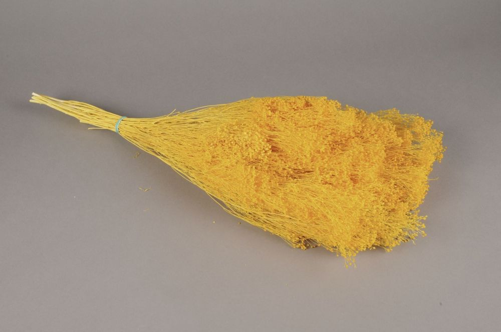 Décorations florales - Broom bloom séché jaune vif H50cm - LE COMPTOIR.COM