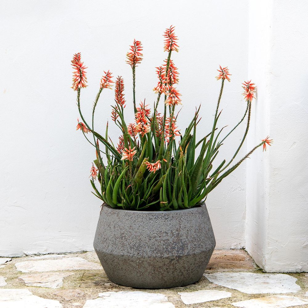 Flower pots - Cement & Stone Collection - POTTERY POTS