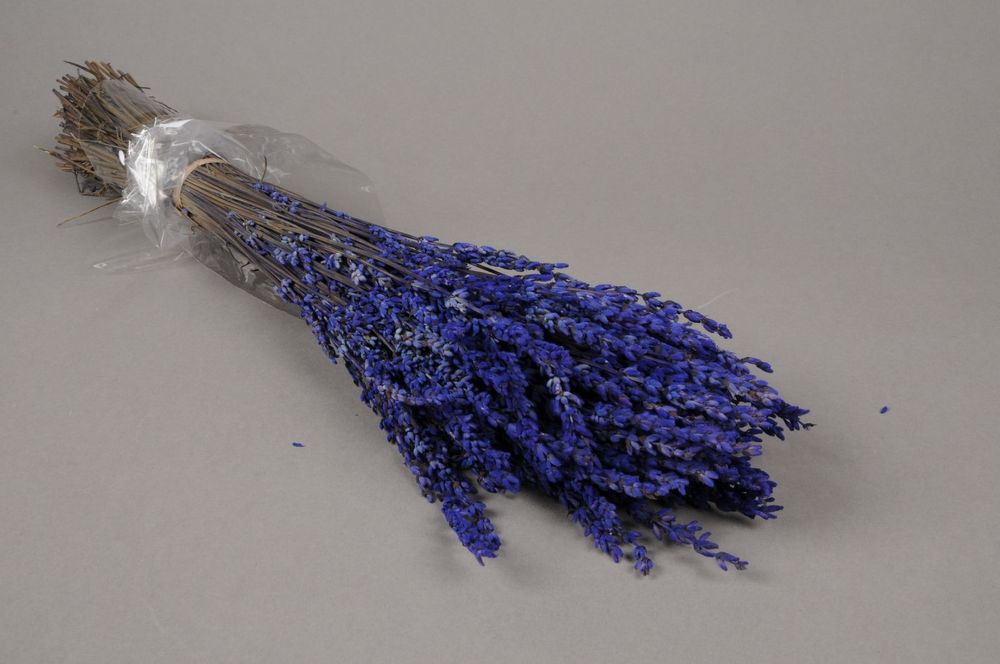 Floral decoration - Preserved blue lavender H50cm - LE COMPTOIR.COM