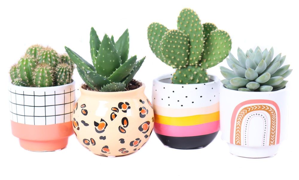 Objets de décoration - Cactus & succulent, ceramique BOHO assortie - small - PLANTOPHILE