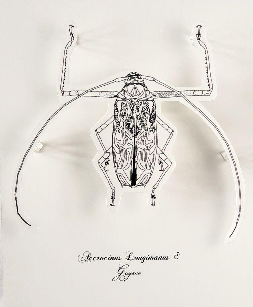 Gifts - Customizable cards - DIY - Giant beetles - COLORIAGES POPUP