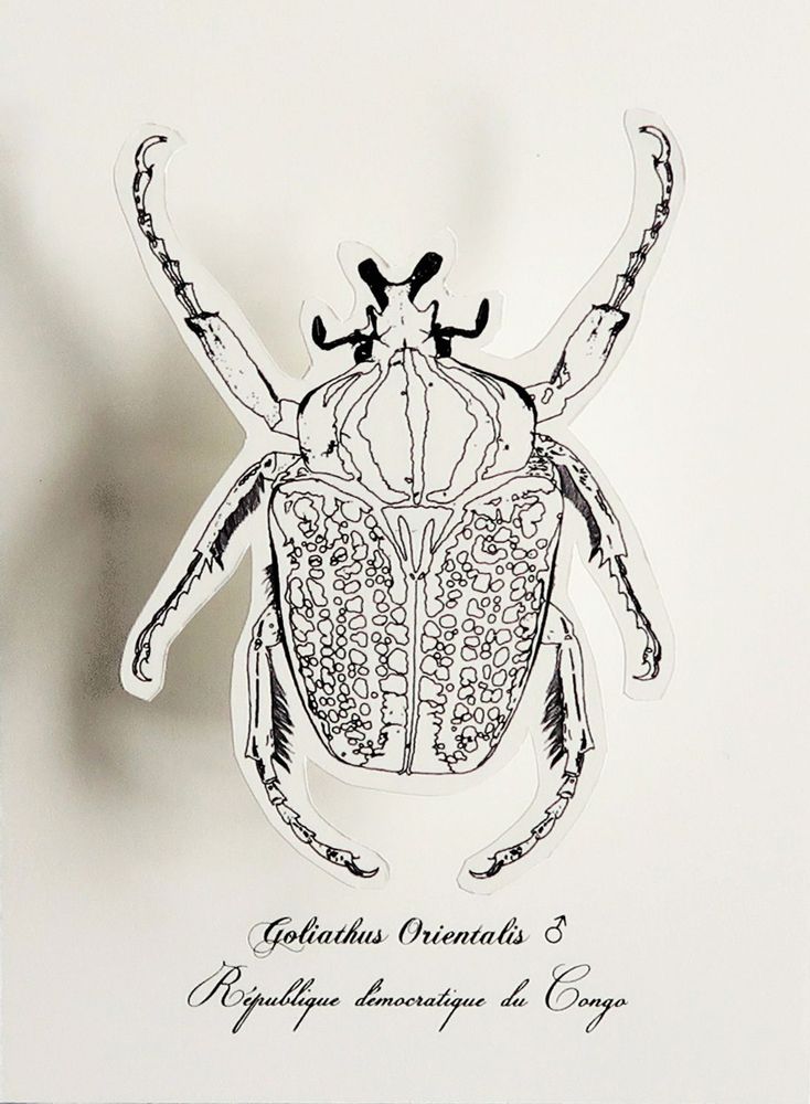 Gifts - Customizable cards - DIY - Giant beetles - COLORIAGES POPUP