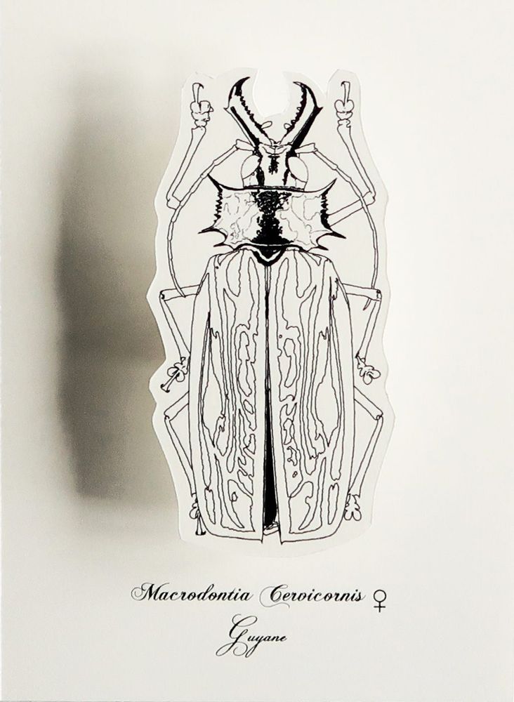 Gifts - Customizable cards - DIY - Giant beetles - COLORIAGES POPUP