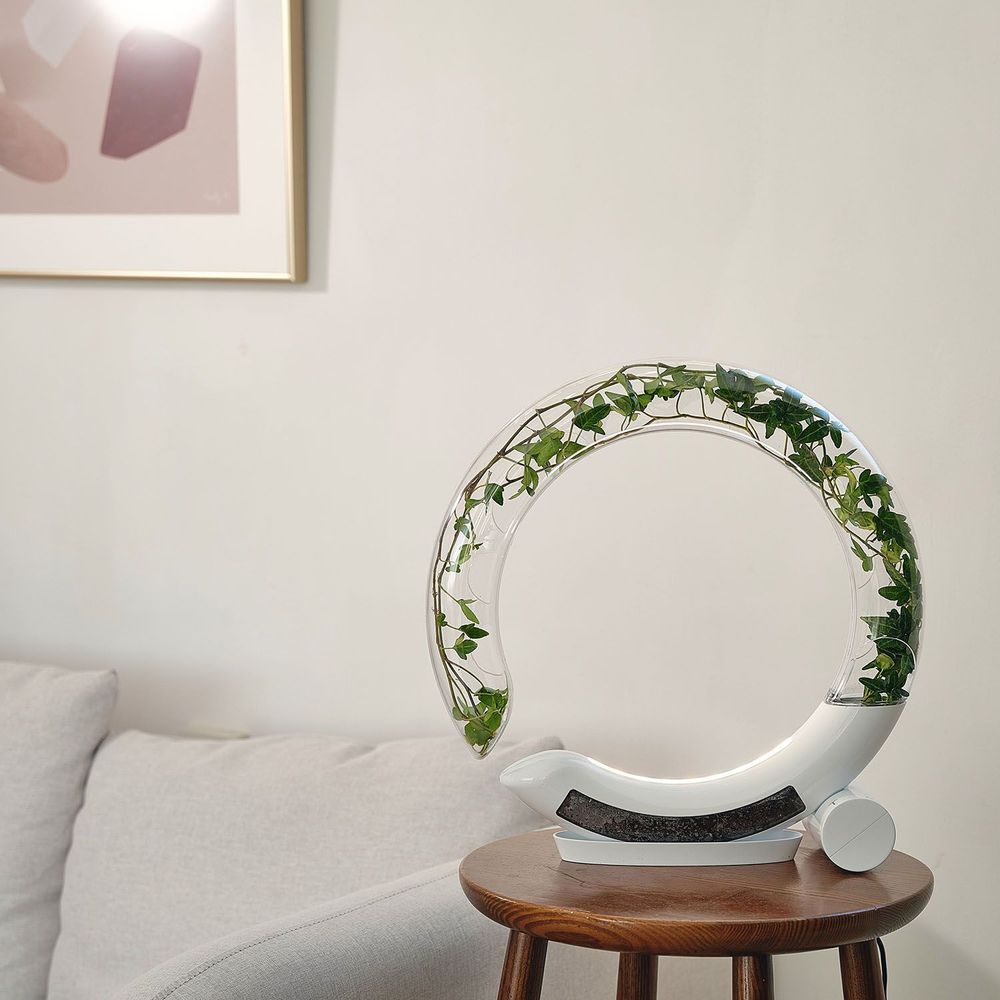 Vases - WINKTREE - PLTRIS