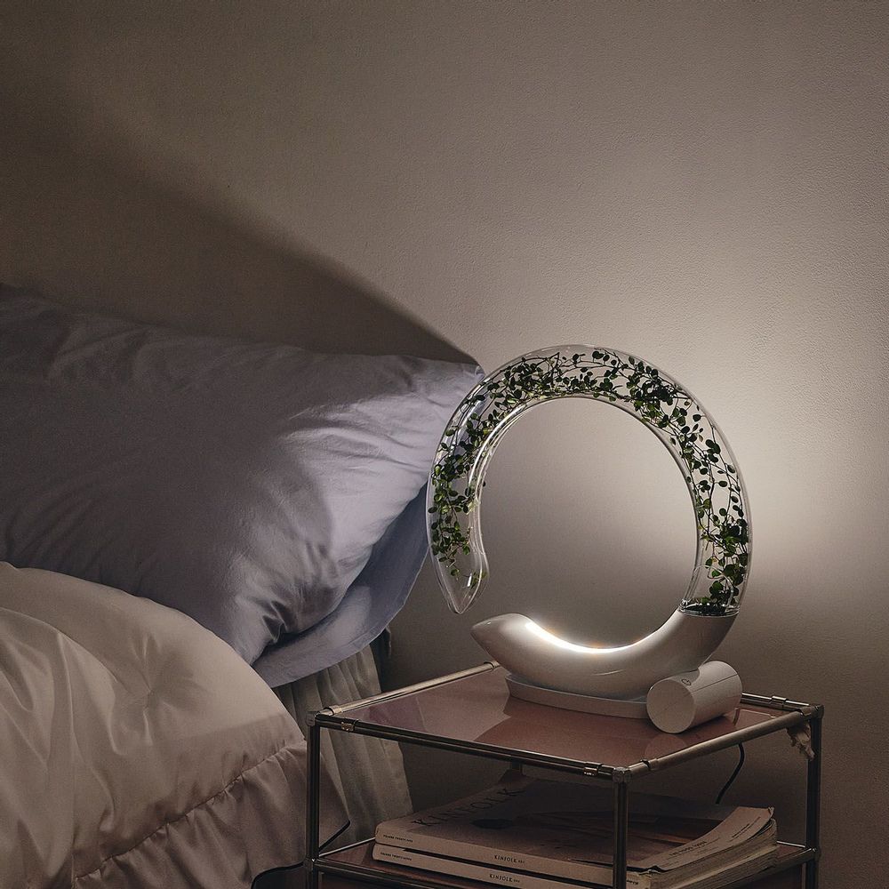 Vases - WINKTREE - PLTRIS