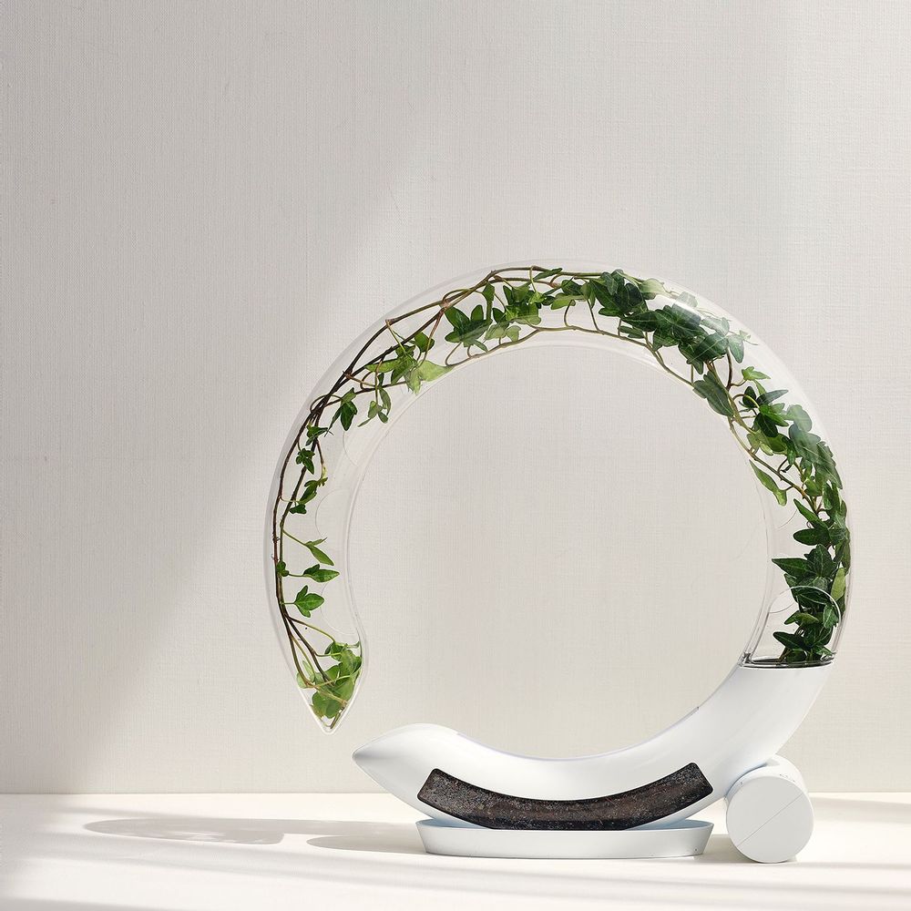 Vases - WINKTREE - PLTRIS