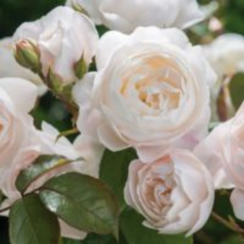 Diffuseurs de parfums - Diffuseur parfum 200ml Amare – Rose Anglaise - HYPSOÉ -APOTHECA-MADE IN PARIS