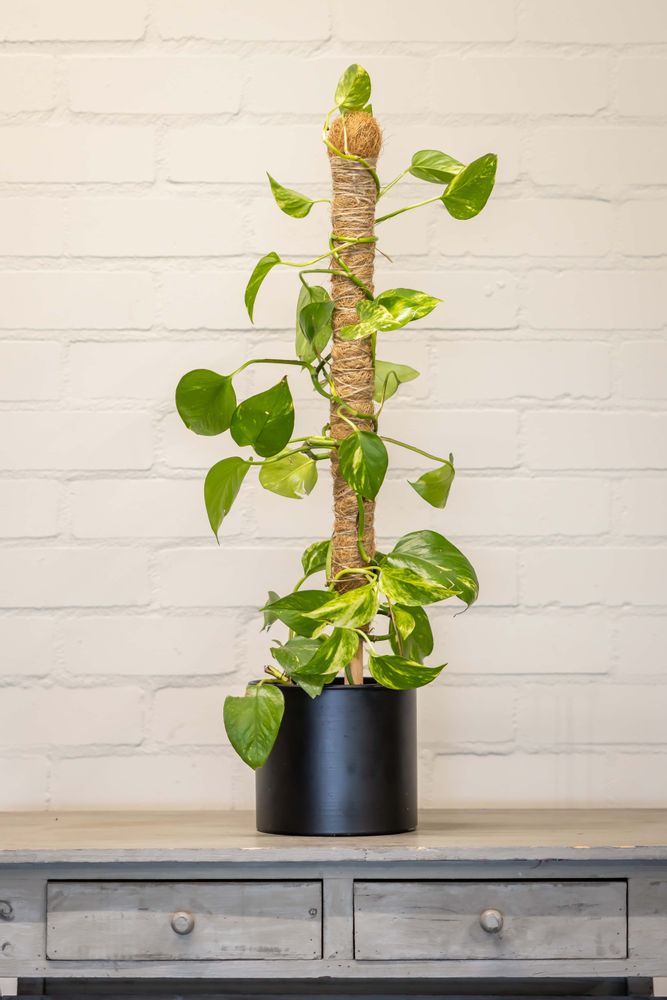 Garden accessories - GARDEN TOOLS for garden lovers and professionals: - ESSCHERT DESIGN