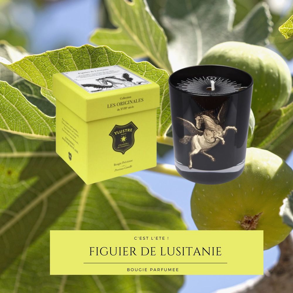 Decorative objects - Scented Candle: Lusitanian Fig Tree 180g. Luxury box. - YLUSTRE