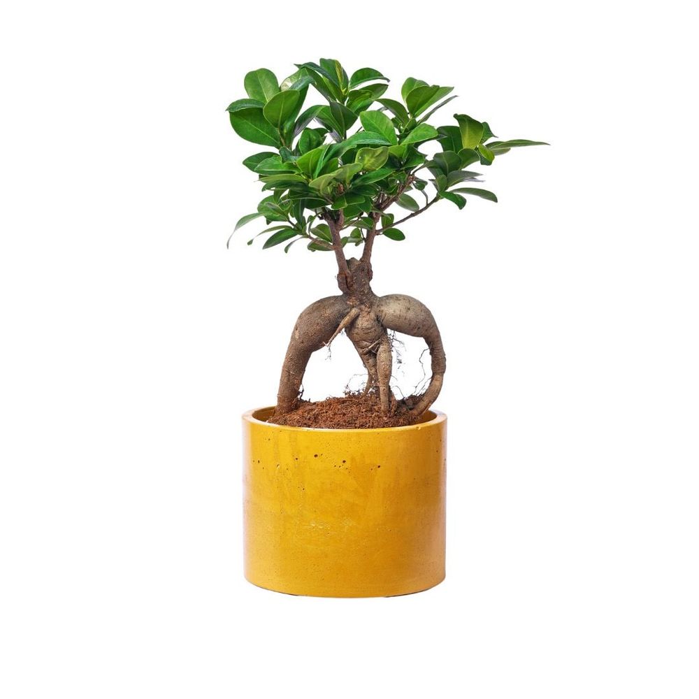 Floral decoration - Colored concrete planter - JUNNY