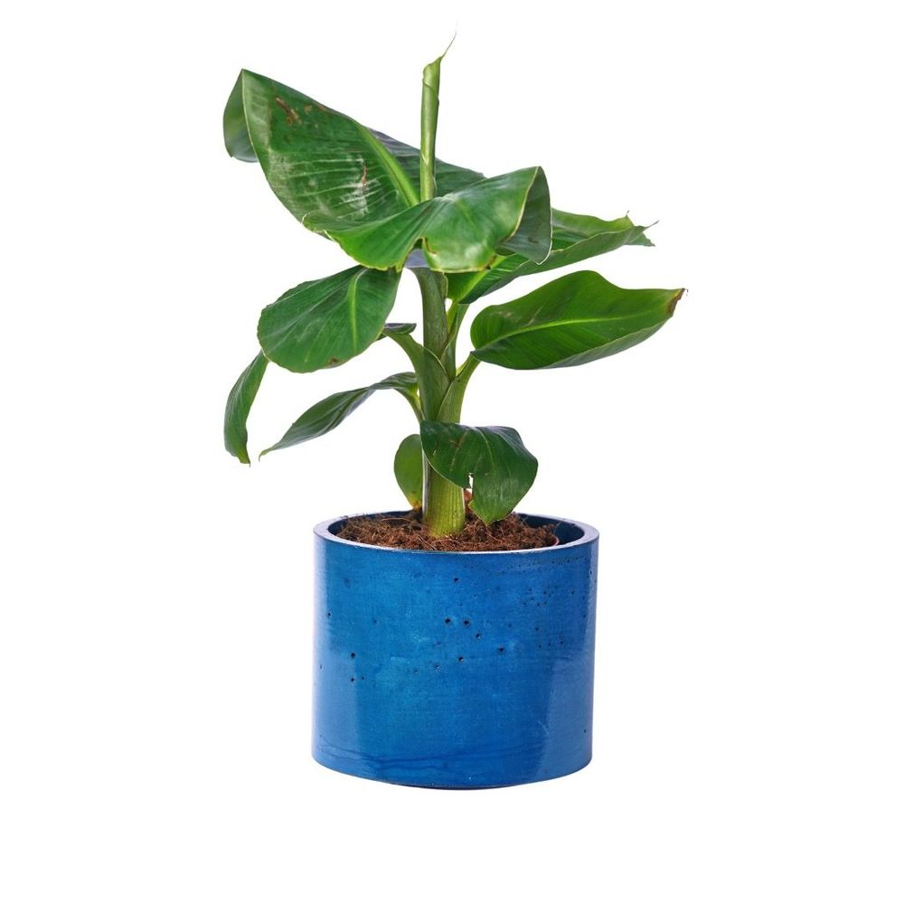 Floral decoration - Colored concrete planter - JUNNY