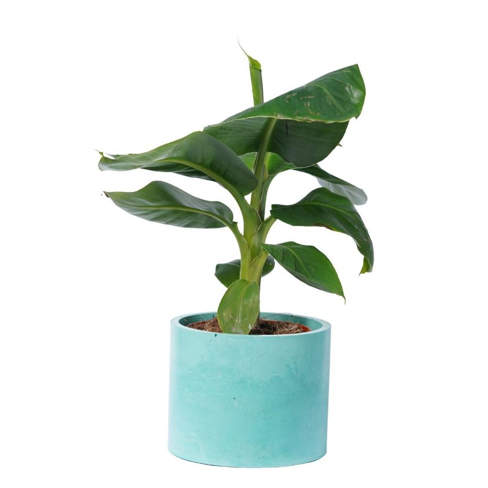 Floral decoration - Colored concrete planter - JUNNY