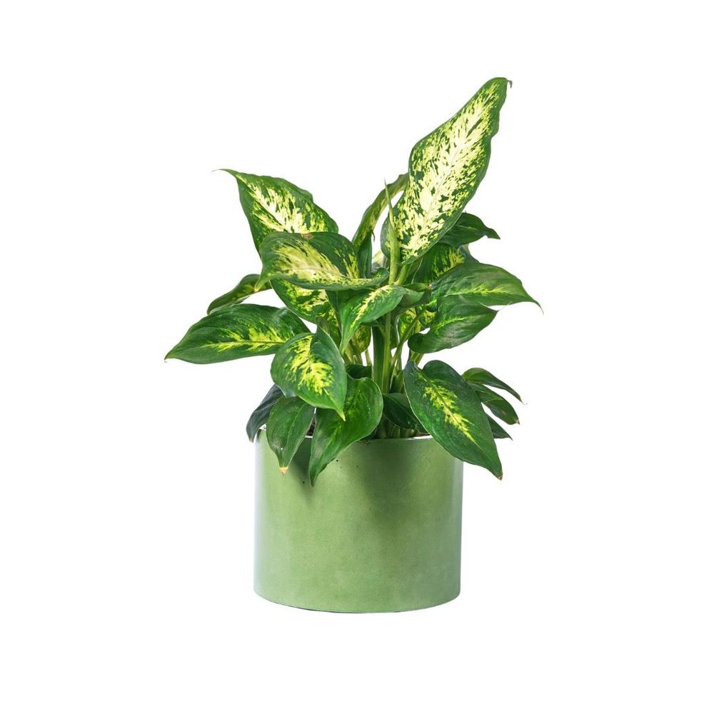 Floral decoration - Colored concrete planter - JUNNY