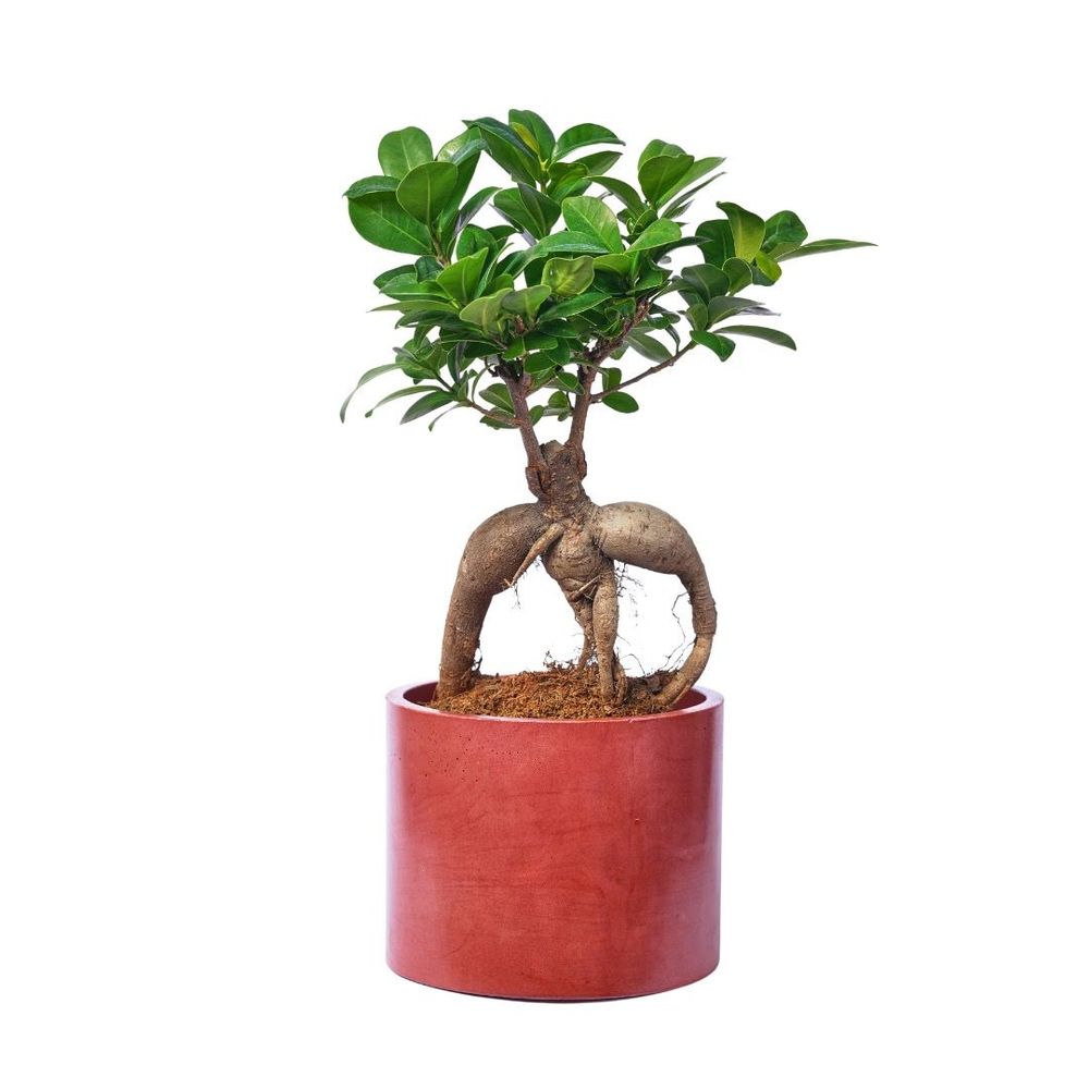 Floral decoration - Colored concrete planter - JUNNY
