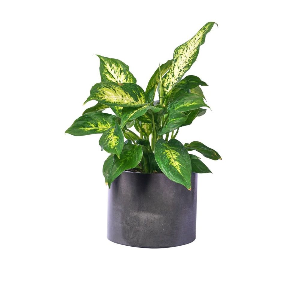 Floral decoration - Colored concrete planter - JUNNY