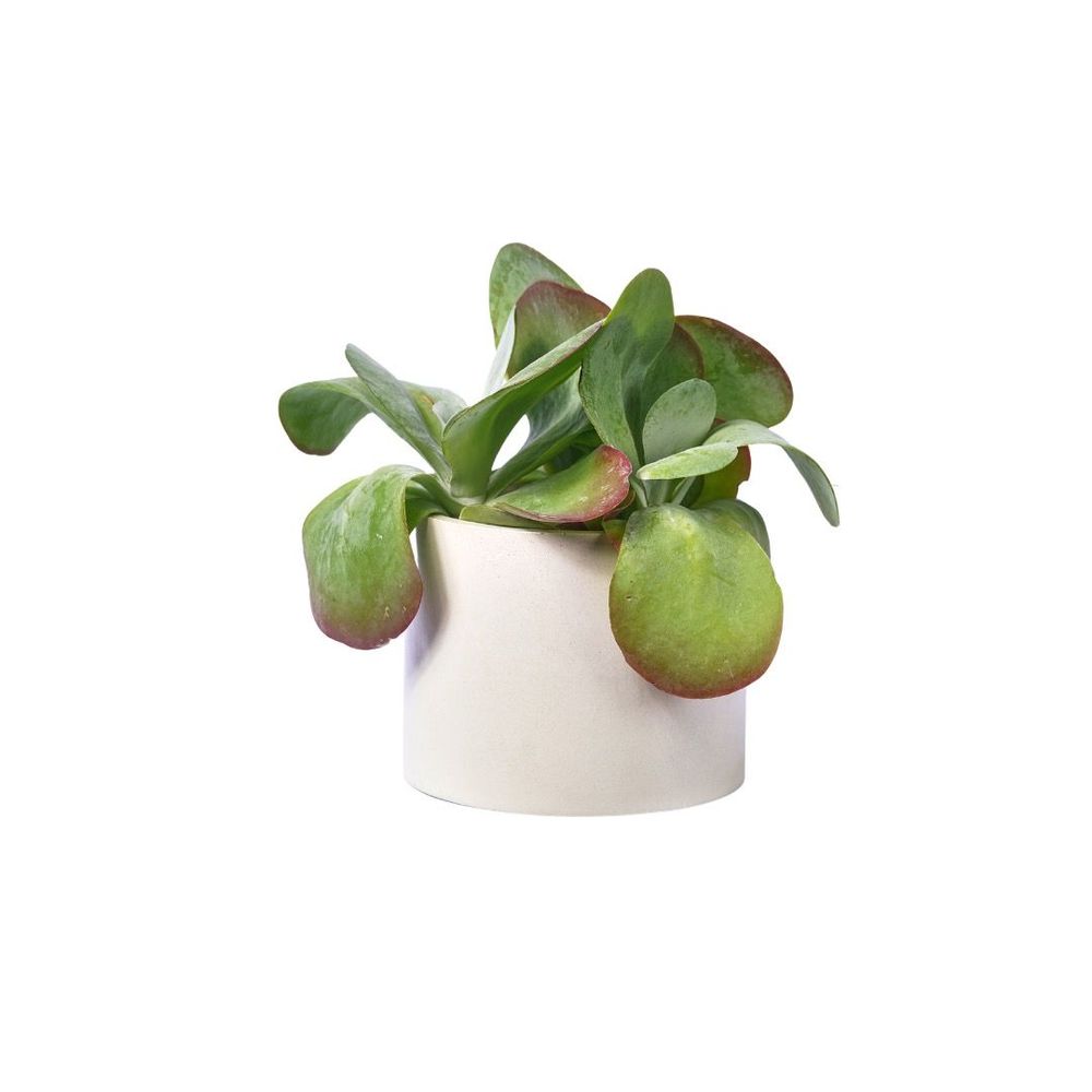 Floral decoration - Colored concrete planter - JUNNY