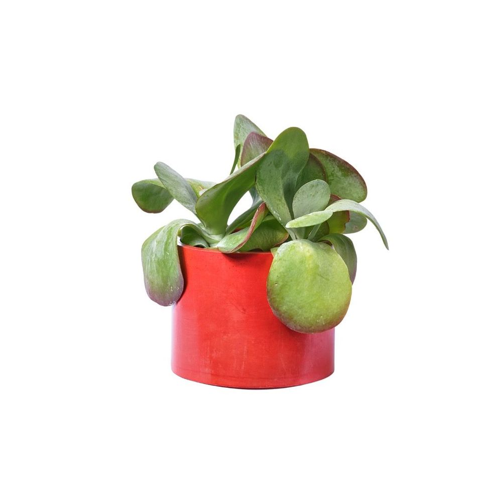 Floral decoration - Colored concrete planter - JUNNY