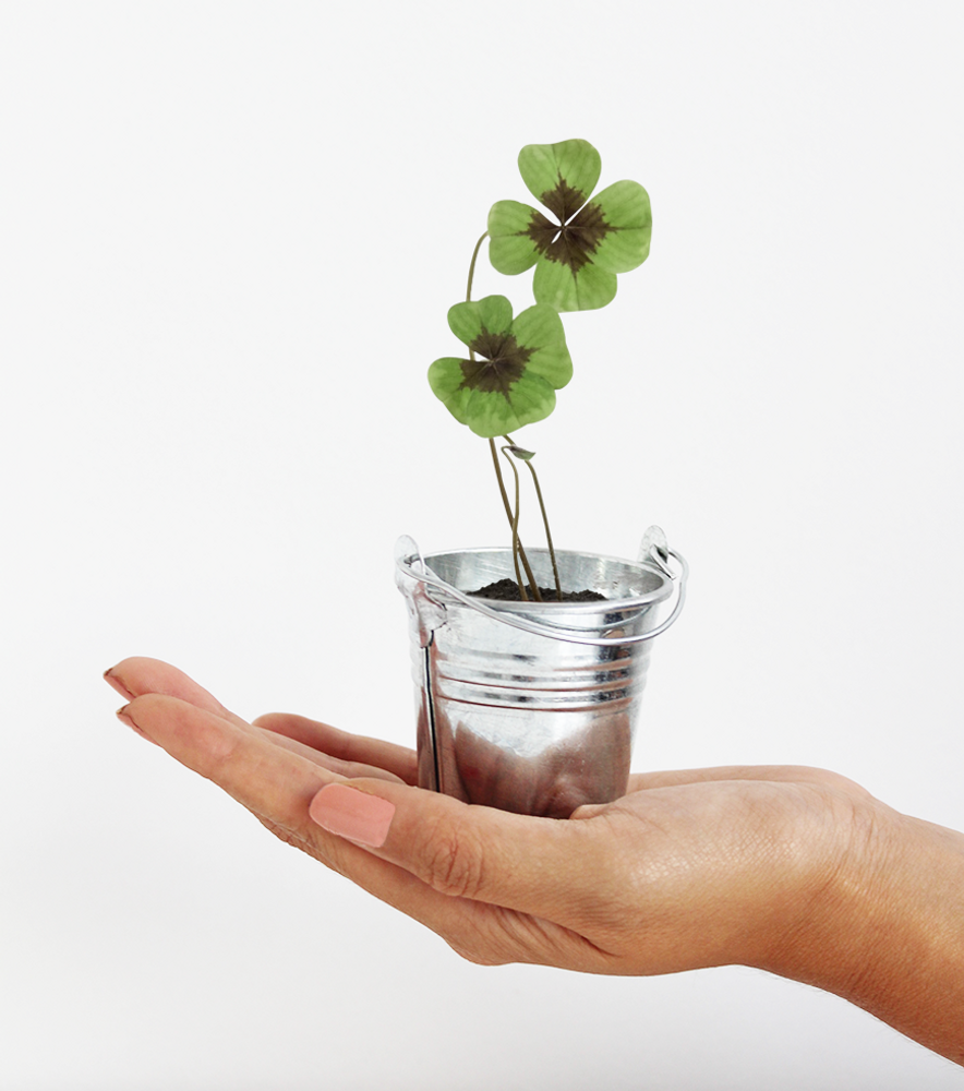 Pots de fleurs - Trèfle à 4 feuilles à faire pousser 🍀 - L'AVANT GARDISTE