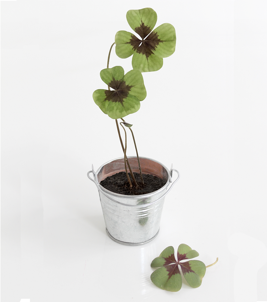 Pots de fleurs - Trèfle à 4 feuilles à faire pousser 🍀 - L'AVANT GARDISTE