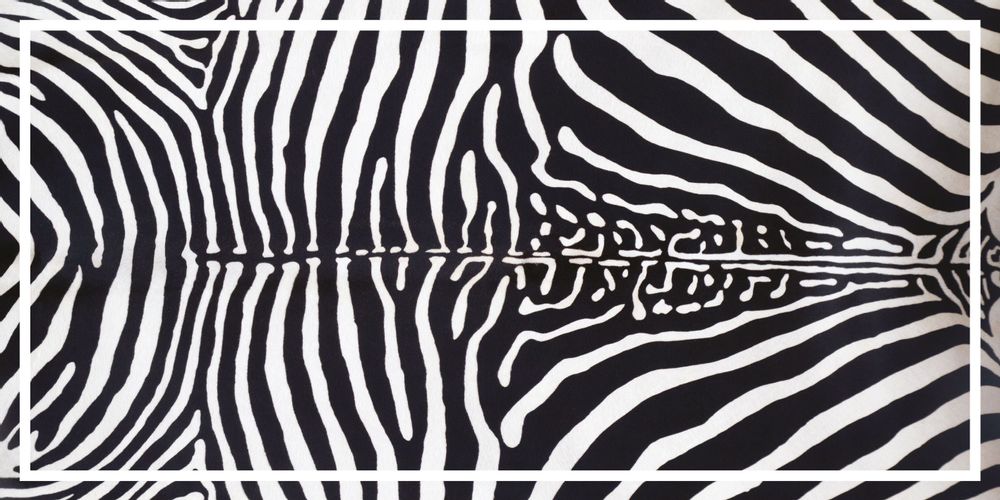Other caperts - Zebra Vinyl Rug - EASY D&CO BY HD86