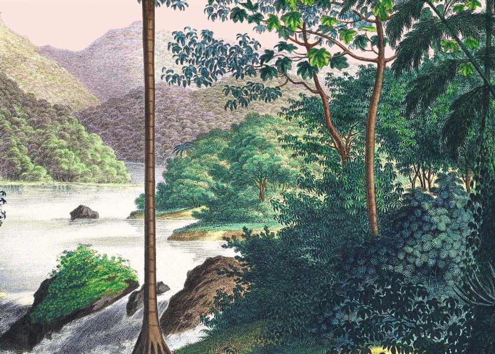 Autres décorations murales - Illustration panoramique Manicaria - PARADISIO IMAGINARIUM