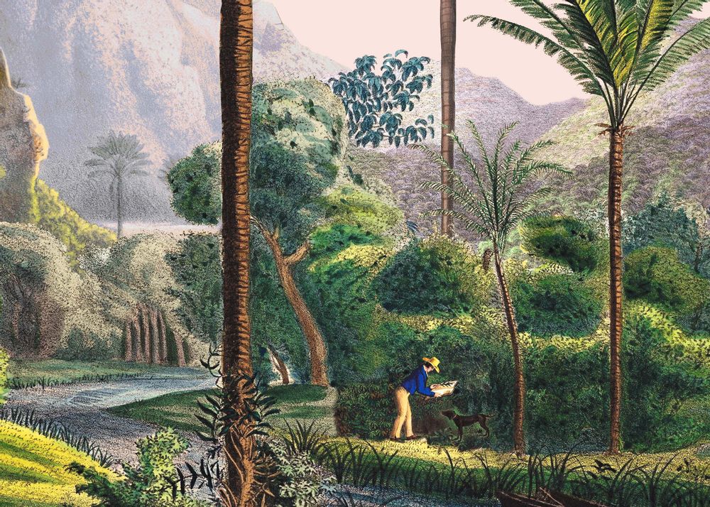 Autres décorations murales - Illustration panoramique Manicaria - PARADISIO IMAGINARIUM