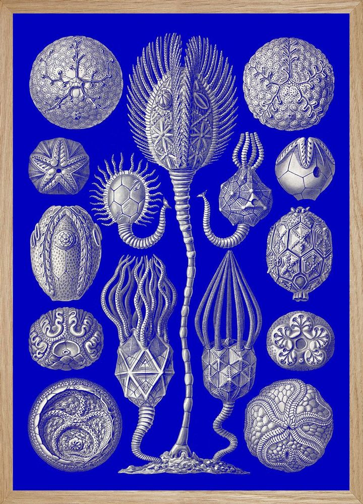 Decorative wall frescoes - Wall art : Creatures of the abyss - PARADISIO IMAGINARIUM