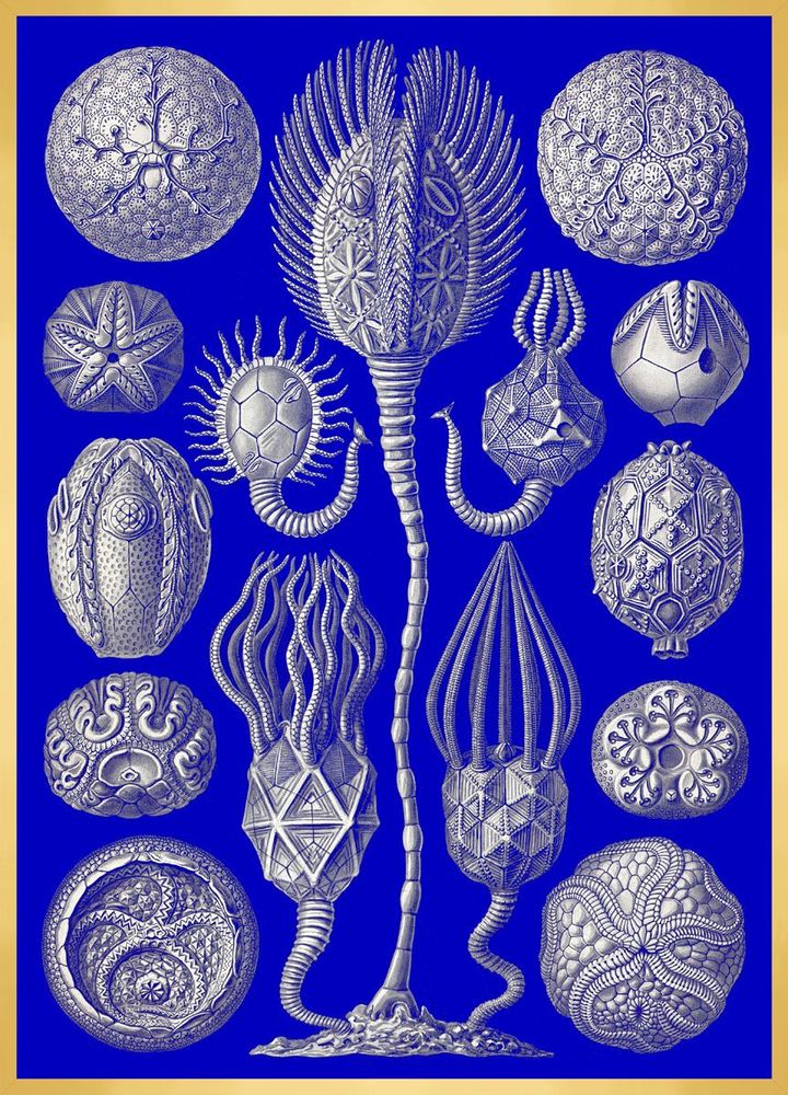 Decorative wall frescoes - Wall art : Creatures of the abyss - PARADISIO IMAGINARIUM