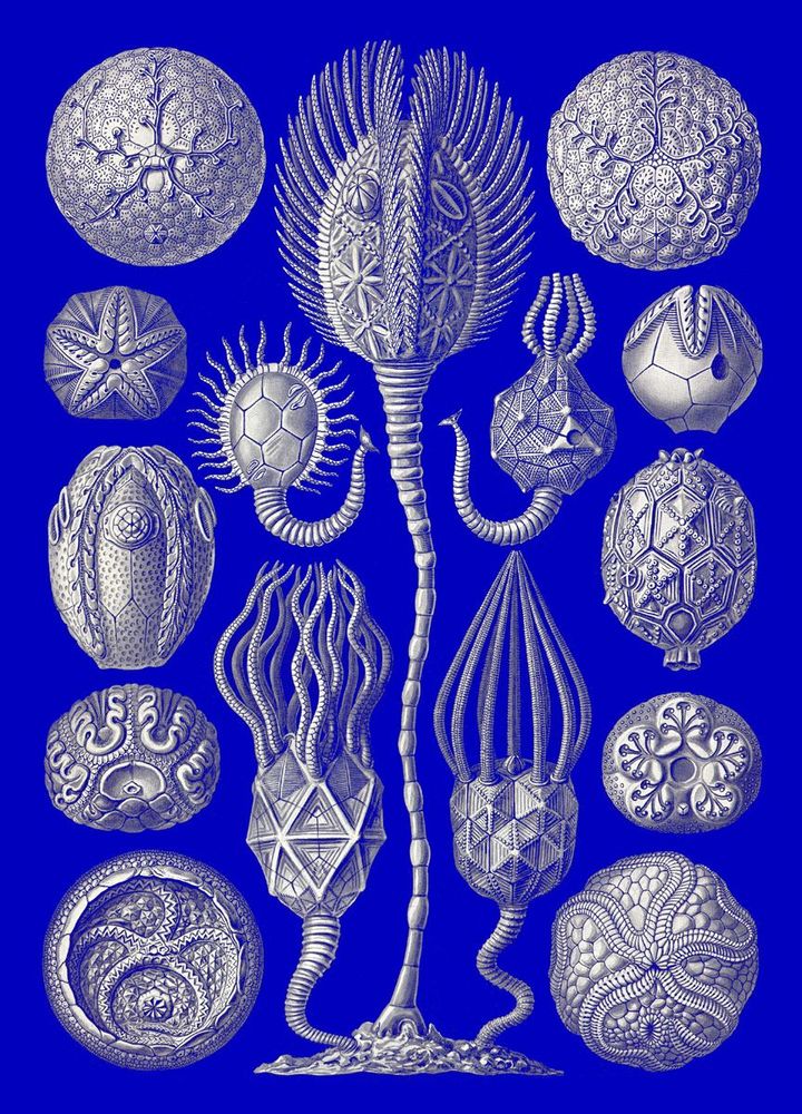 Decorative wall frescoes - Wall art : Creatures of the abyss - PARADISIO IMAGINARIUM