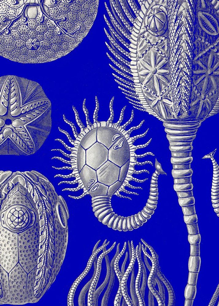Decorative wall frescoes - Wall art : Creatures of the abyss - PARADISIO IMAGINARIUM