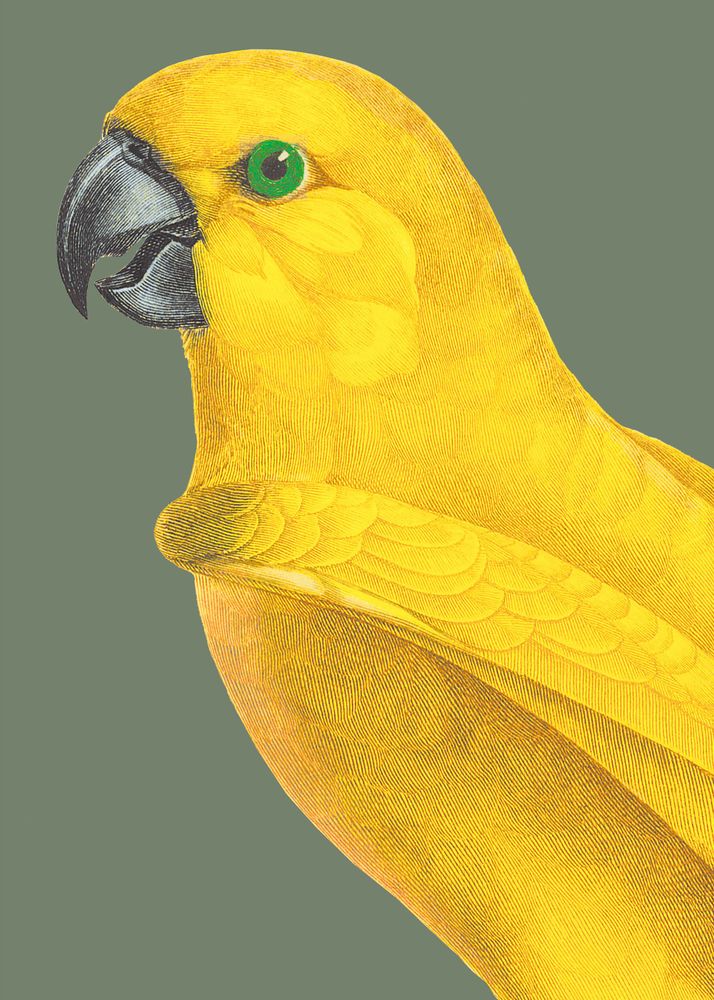 Other wall decoration - Wall art : Grey Headed Parrot khaki-coloured background - PARADISIO IMAGINARIUM