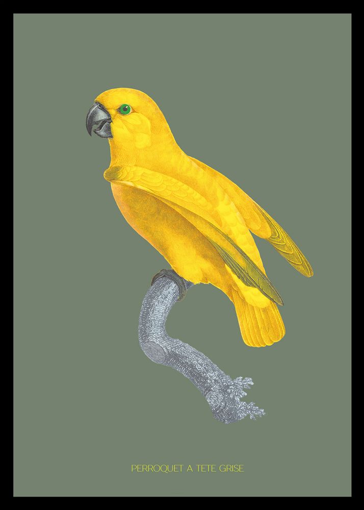 Other wall decoration - Wall art : Grey Headed Parrot khaki-coloured background - PARADISIO IMAGINARIUM