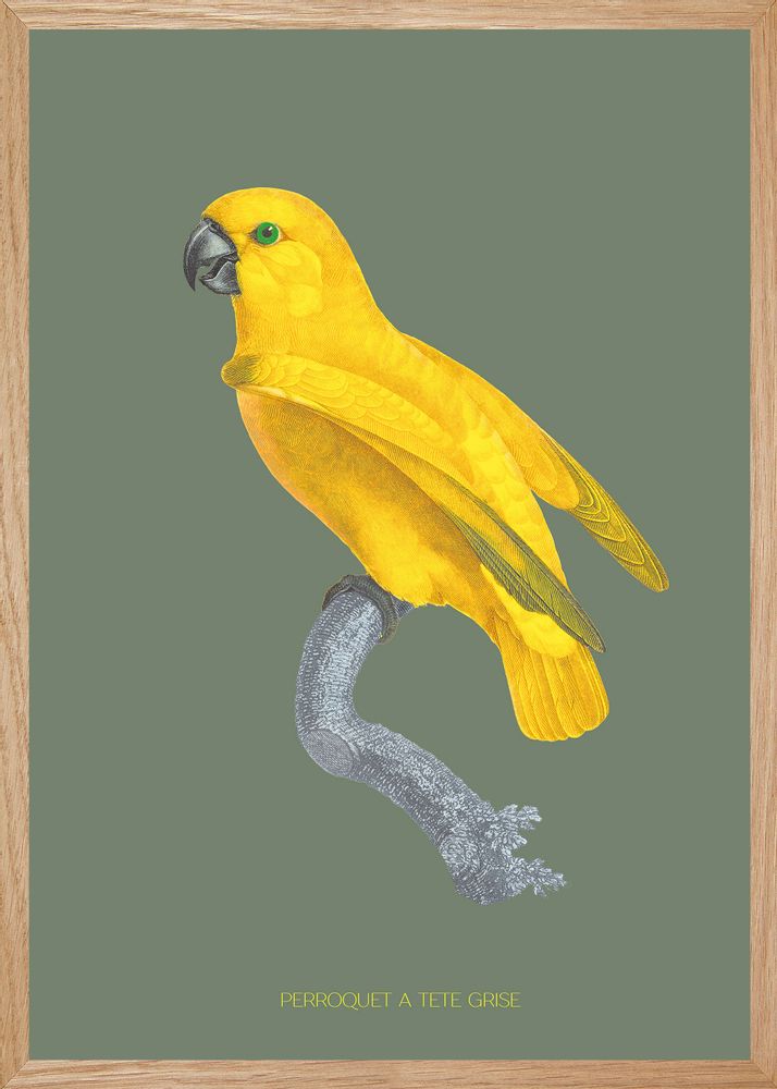Other wall decoration - Wall art : Grey Headed Parrot khaki-coloured background - PARADISIO IMAGINARIUM