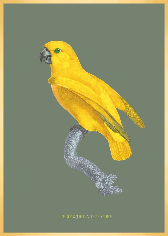 Other wall decoration - Wall art : Grey Headed Parrot khaki-coloured background - PARADISIO IMAGINARIUM