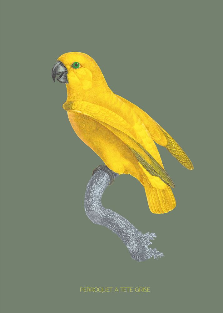 Other wall decoration - Wall art : Grey Headed Parrot khaki-coloured background - PARADISIO IMAGINARIUM