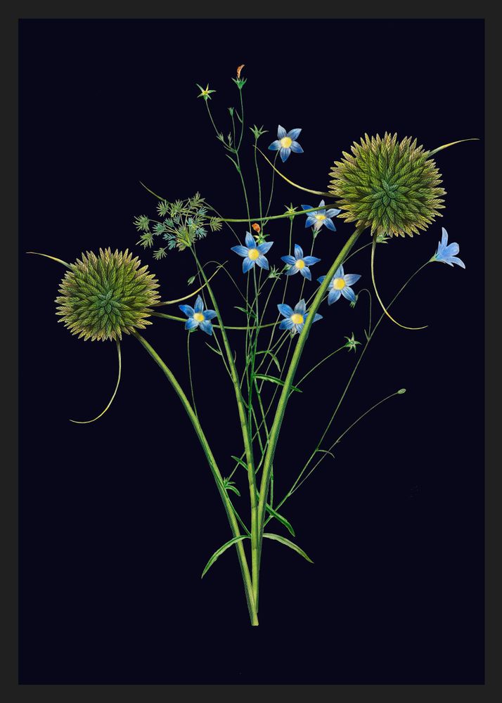 Other wall decoration - Wall art Bouquet of field flowers black background - PARADISIO IMAGINARIUM