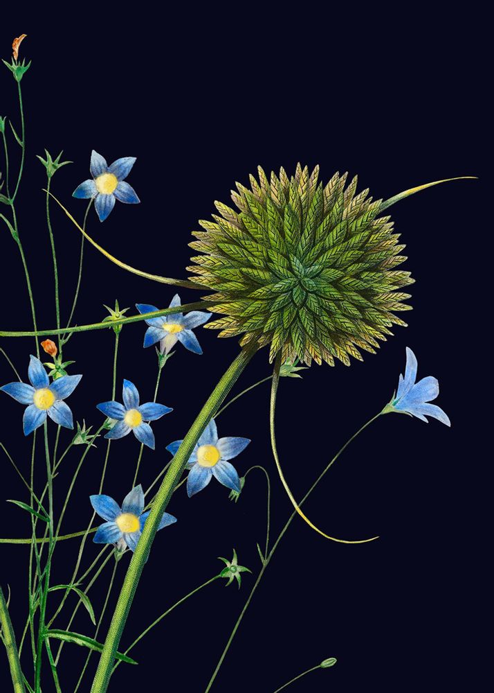 Other wall decoration - Wall art Bouquet of field flowers black background - PARADISIO IMAGINARIUM