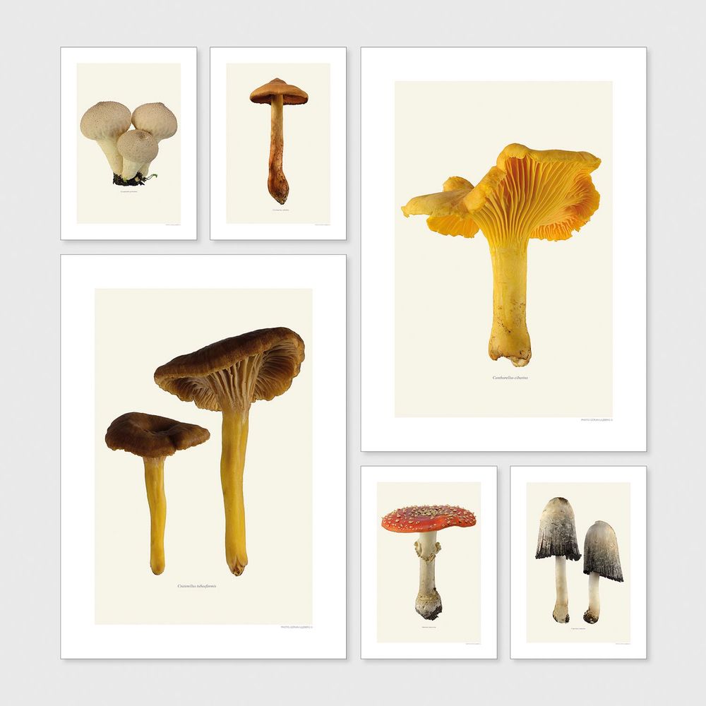 Meubles de cuisines - Des champignons - LILJEBERGS