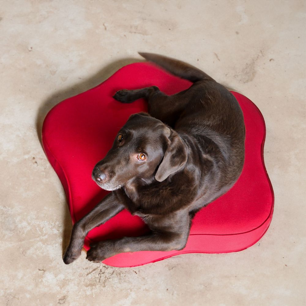 Accessoires animaux - PANIER POUR CHIEN OU CHAT HARMONY - BOGAREL