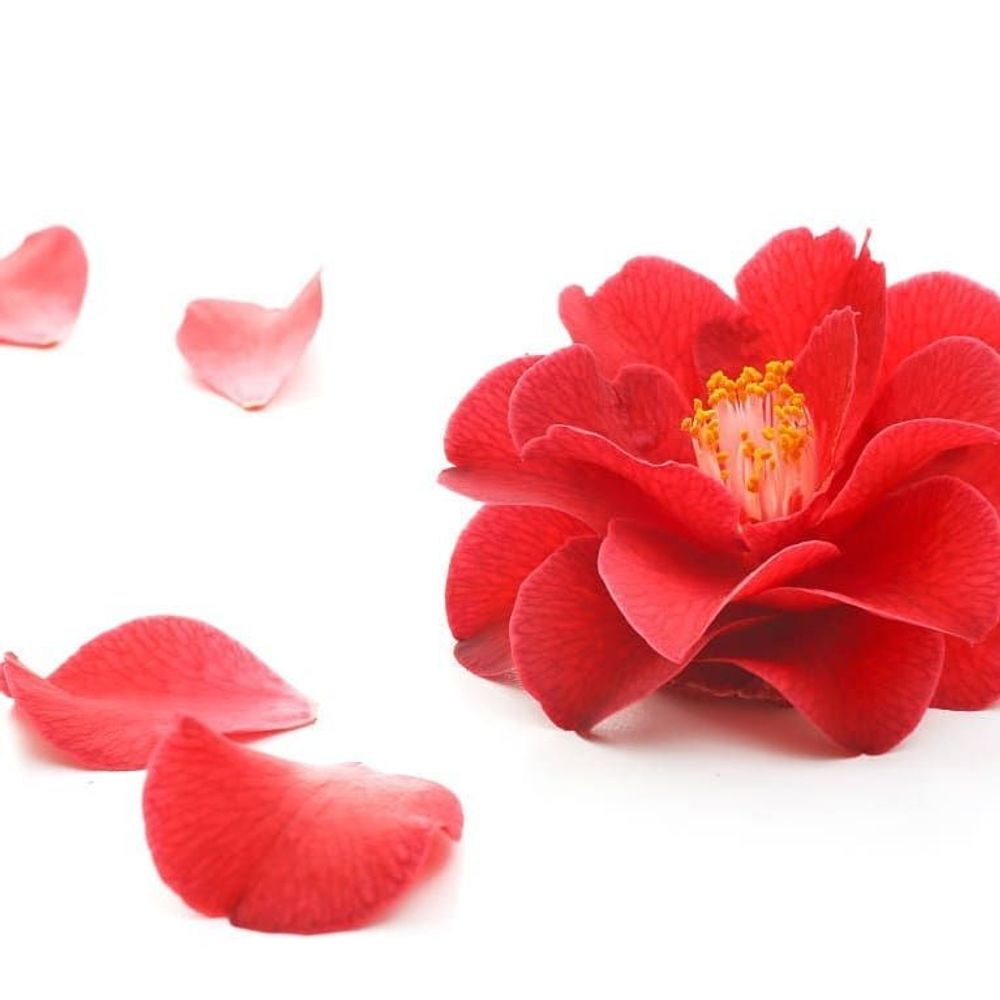 Gifts - Organic camellia oil for face, body, hair, stretch marks - LE CHARBON ACTIF FRANCAIS
